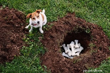 Wild vs. Domestic Dogs: Key Differences Explained