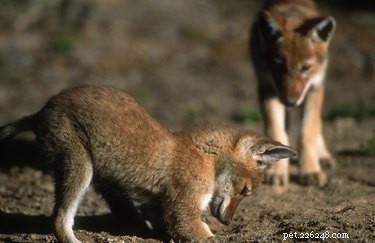 Wild vs. Domestic Dogs: Key Differences Explained