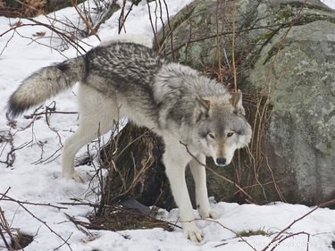 Wild vs. Domestic Dogs: Key Differences Explained