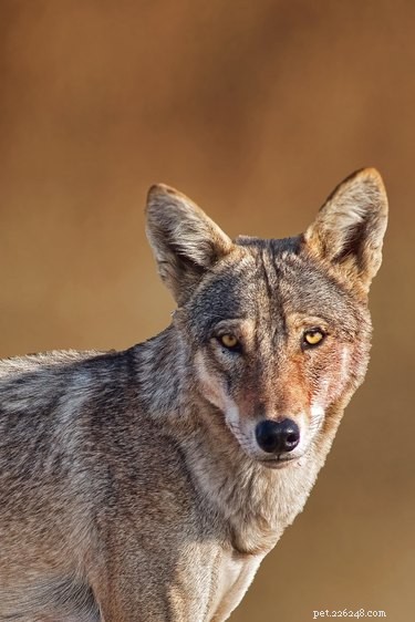 Wild vs. Domestic Dogs: Key Differences Explained