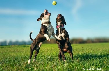 Top Dog-Friendly Games to Strengthen Bond & Keep Your Pup Active