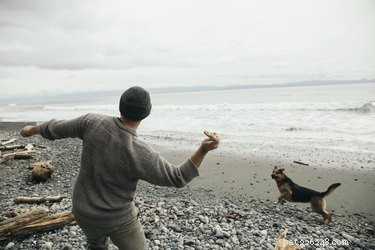 Top Dog-Friendly Games to Strengthen Bond & Keep Your Pup Active