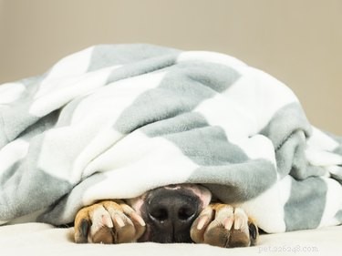 Top Dog-Friendly Games to Strengthen Bond & Keep Your Pup Active