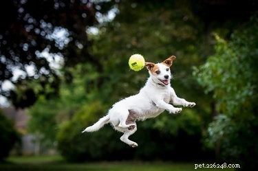 Top Dog-Friendly Games to Strengthen Bond & Keep Your Pup Active