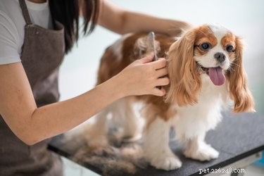 When to Groom Your Dog: Expert Tips for a Healthy, Happy Pet