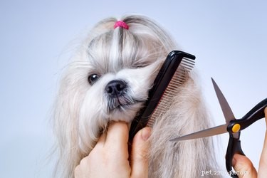 When to Groom Your Dog: Expert Tips for a Healthy, Happy Pet