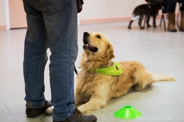 How Dogs Learn and Respond to Human Words: The Science Behind Their Understanding