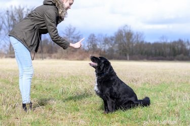 How Dogs Learn and Respond to Human Words: The Science Behind Their Understanding