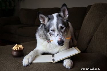 How Dogs Learn and Respond to Human Words: The Science Behind Their Understanding