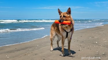 Top Durable Toys for Large Dogs: Keep Them Engaged & Chew-Resistant