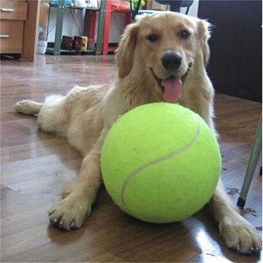 Top Durable Toys for Large Dogs: Keep Them Engaged & Chew-Resistant