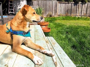 Meet Sniffspot – The Airbnb for Dog Owners Seeking Off‑Leash Play Spaces