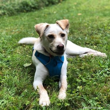 Meet Sniffspot – The Airbnb for Dog Owners Seeking Off‑Leash Play Spaces