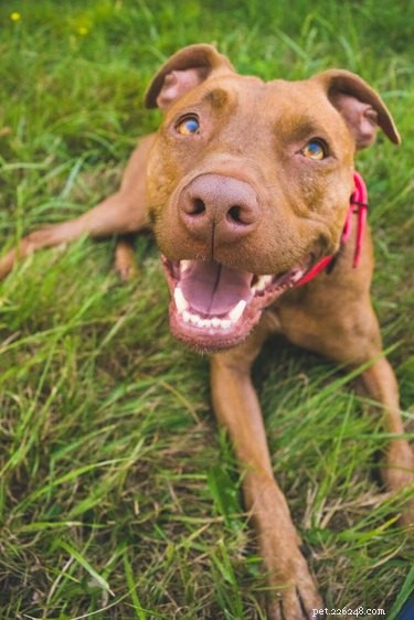 Meet Sniffspot – The Airbnb for Dog Owners Seeking Off‑Leash Play Spaces