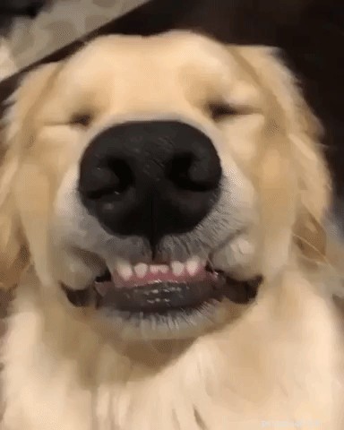 17 Things Your Dog Would Say If They Could Speak