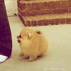 17 Things Your Dog Would Say If They Could Speak