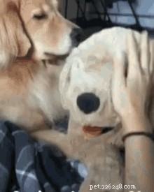 17 Things Your Dog Would Say If They Could Speak