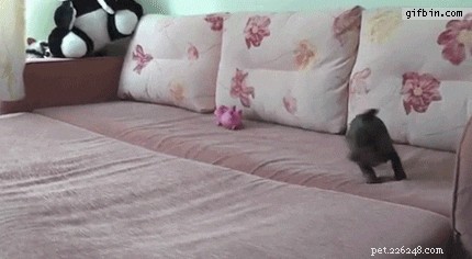 17 Things Your Dog Would Say If They Could Speak