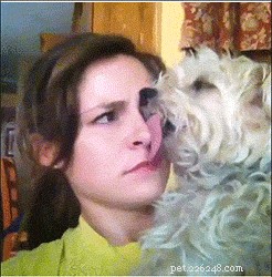 17 Things Your Dog Would Say If They Could Speak