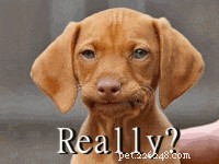 17 Things Your Dog Would Say If They Could Speak