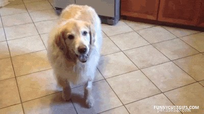 17 Things Your Dog Would Say If They Could Speak
