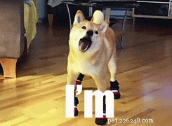17 Things Your Dog Would Say If They Could Speak