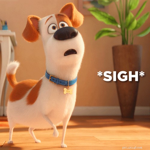 17 Things Your Dog Would Say If They Could Speak