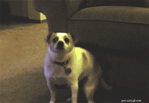 17 Things Your Dog Would Say If They Could Speak