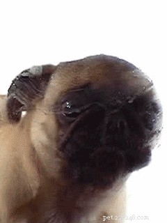 17 Things Your Dog Would Say If They Could Speak
