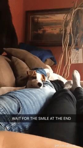 17 Things Your Dog Would Say If They Could Speak