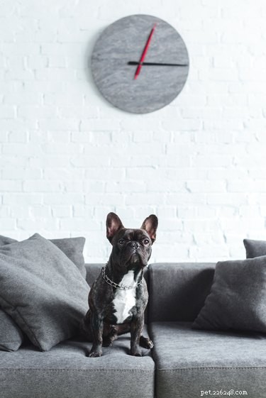 Do Dogs Truly Grasp the Concept of Time?
