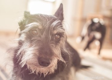 Do Dogs Truly Grasp the Concept of Time?