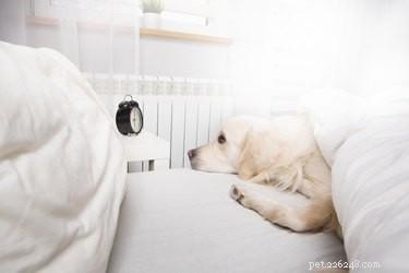 Do Dogs Truly Grasp the Concept of Time?