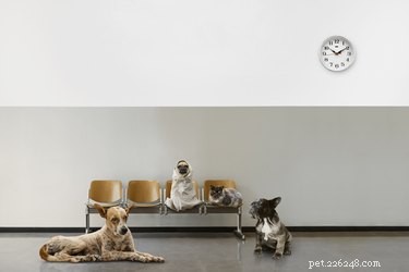 Do Dogs Truly Grasp the Concept of Time?