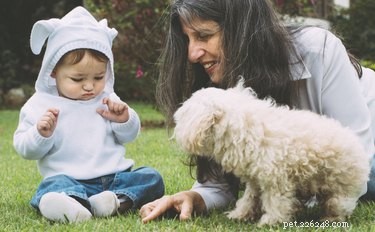 Safely Introducing Your Dog to Your New Baby: A Step-by-Step Guide