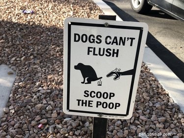 Is It Legal to Dispose of Your Dog’s Waste in Someone Else’s Trash Can?