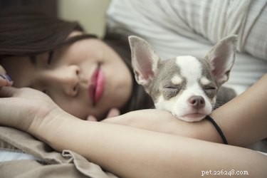 New Study Shows Women Sleep More Restfully With Dogs Beside Them