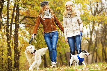Boost Your Well‑Being: Self‑Care Tips with Your Cat or Dog