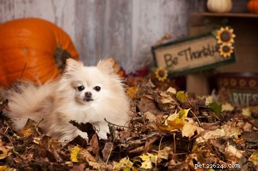 5 Thanksgiving Treats Your Dog Can Enjoy Safely