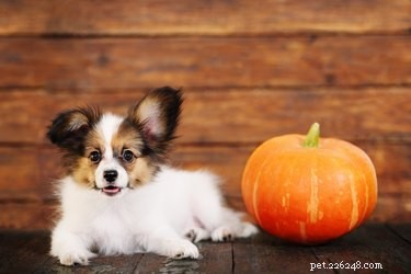 5 Thanksgiving Treats Your Dog Can Enjoy Safely
