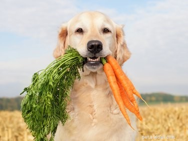 5 Thanksgiving Treats Your Dog Can Enjoy Safely