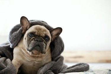 Do You Need to Feel Guilty When Leaving Your Dog with a Sitter?