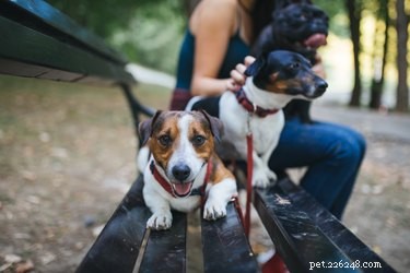Do You Need to Feel Guilty When Leaving Your Dog with a Sitter?