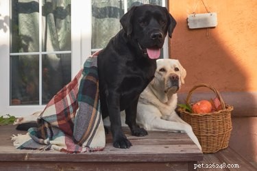 Do You Need to Feel Guilty When Leaving Your Dog with a Sitter?