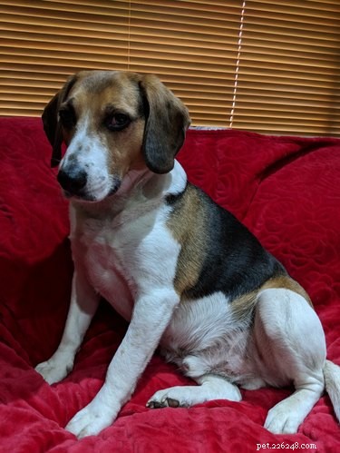Do You Need to Feel Guilty When Leaving Your Dog with a Sitter?