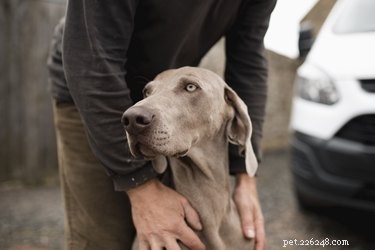 Do You Need to Feel Guilty When Leaving Your Dog with a Sitter?