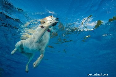 How Long Can a Dog Hold Its Breath? Insights into Canine Breathing