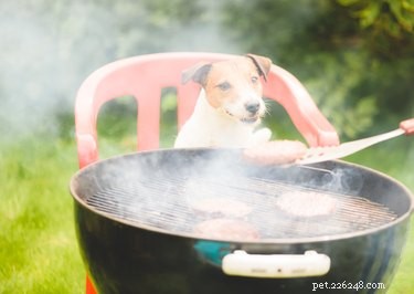 How Long Can a Dog Hold Its Breath? Insights into Canine Breathing