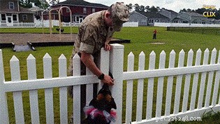 Do Dogs Remember Their Owners After a Breakup?