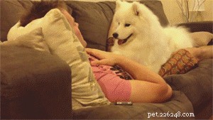 Do Dogs Remember Their Owners After a Breakup?
